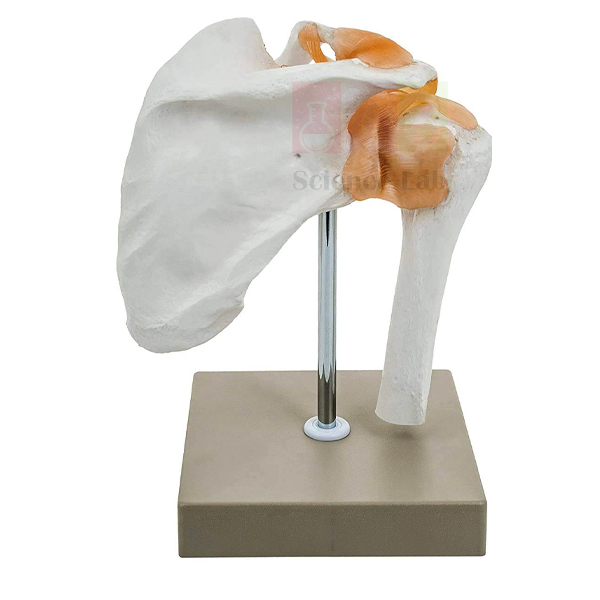 Human Shoulder Joint Model